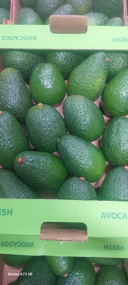 Premium Avocados