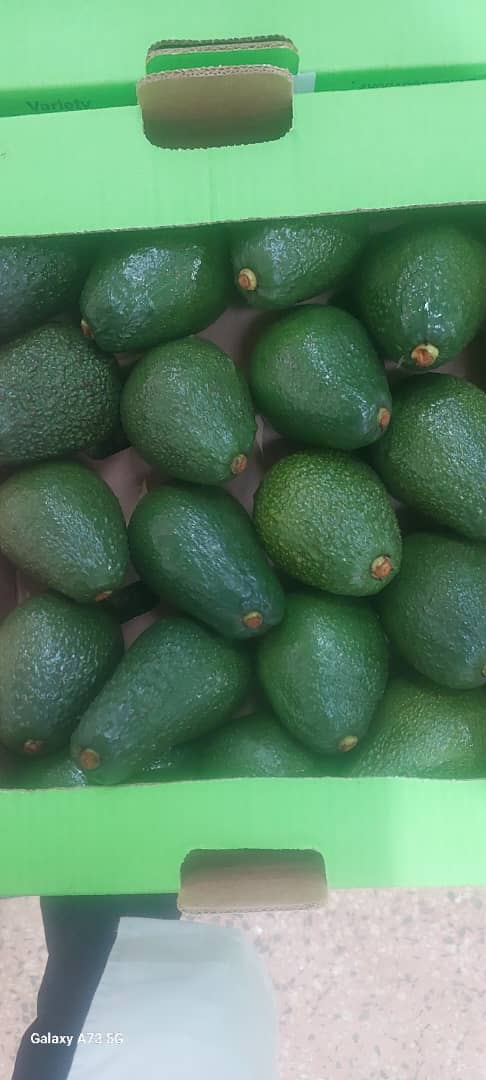 Green avocados packed for export