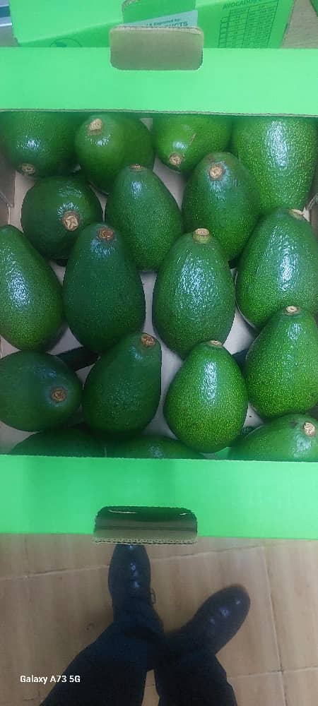 Top view of avocados in an export carton