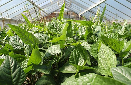 Cowpeas in a glasshouse