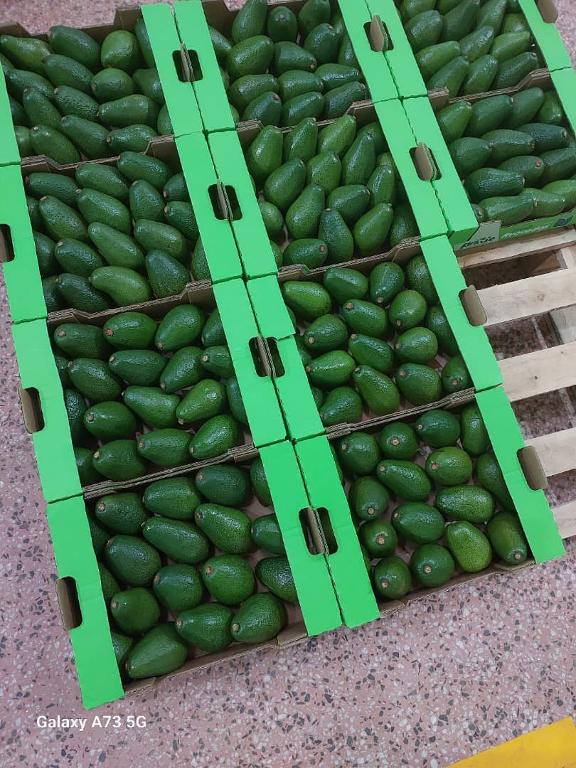Multiple crates of avocados ready for shipment