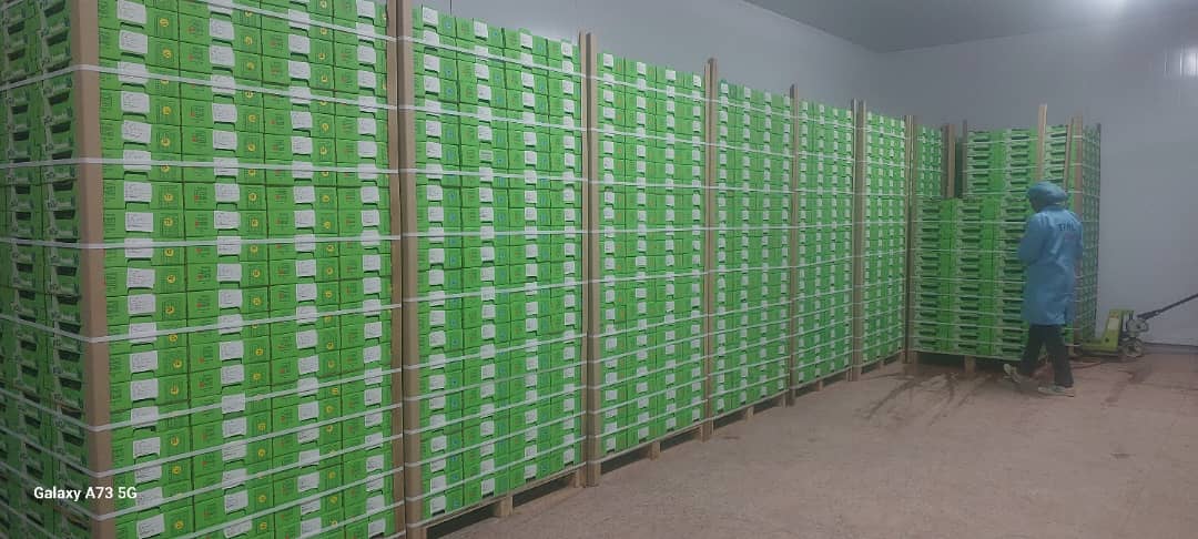 Worker in cold storage with stacked boxes