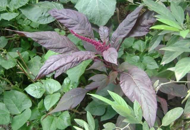 Fresh Red Amaranth